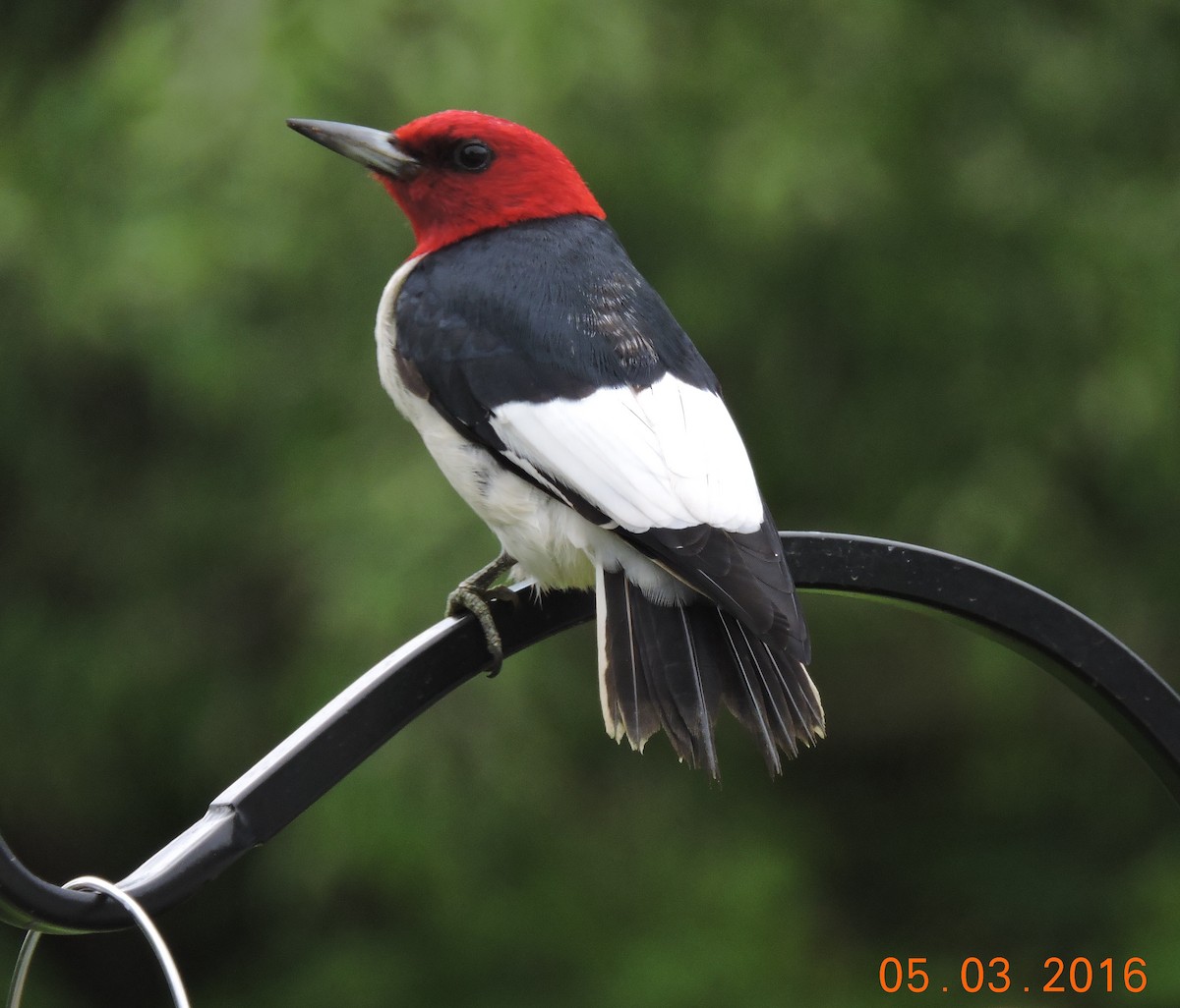 Red-headed Woodpecker - Grace Borell