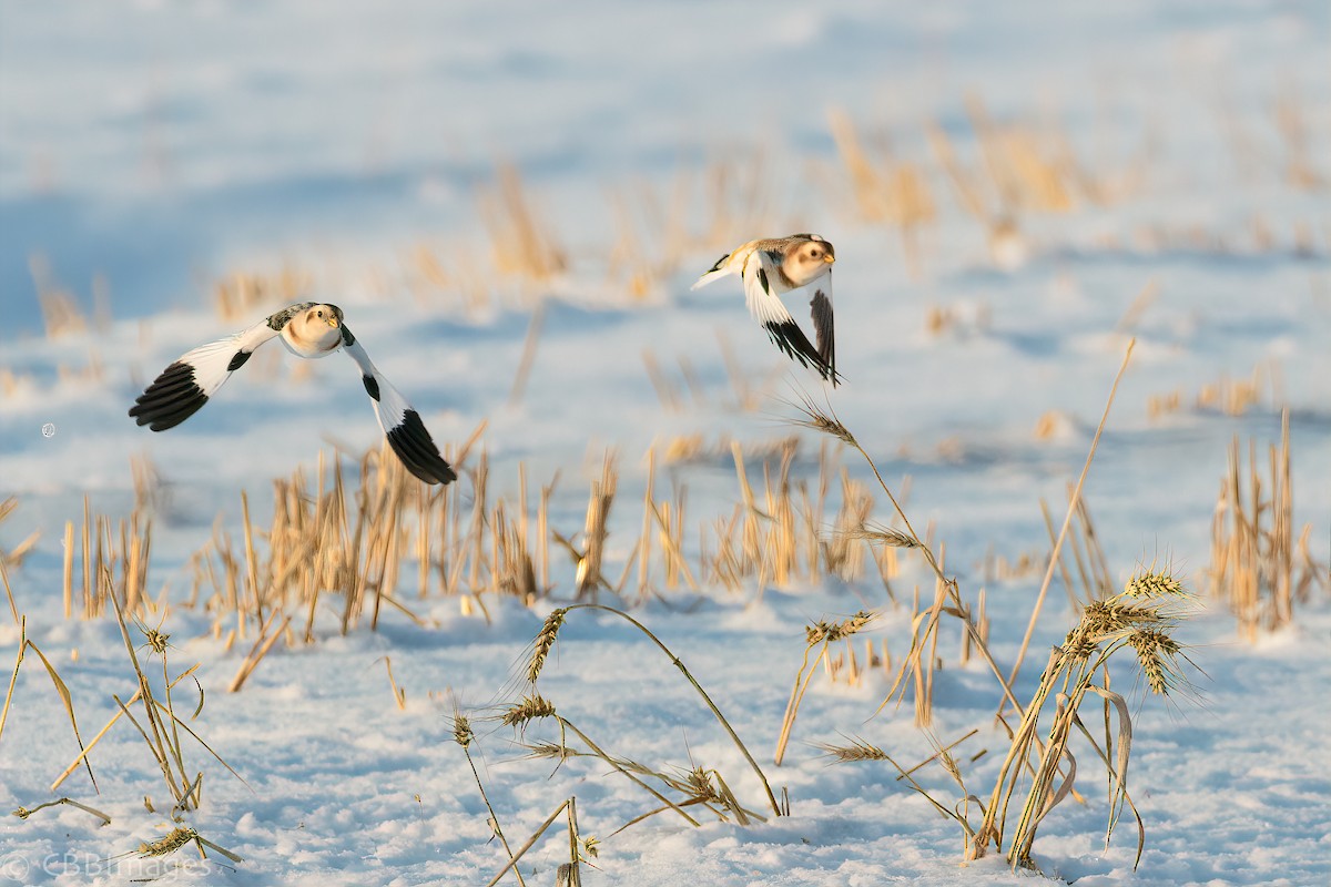 Snow Bunting - Connor Bowhay