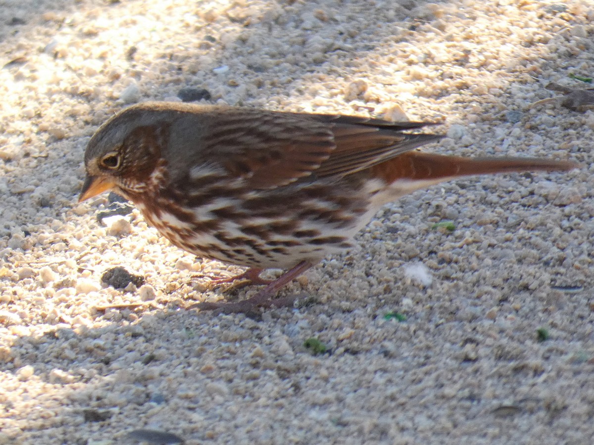 Fox Sparrow (Red) - ML282403801