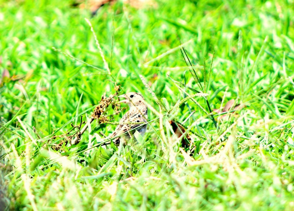 Grasshopper Sparrow - Uriel Mtnez