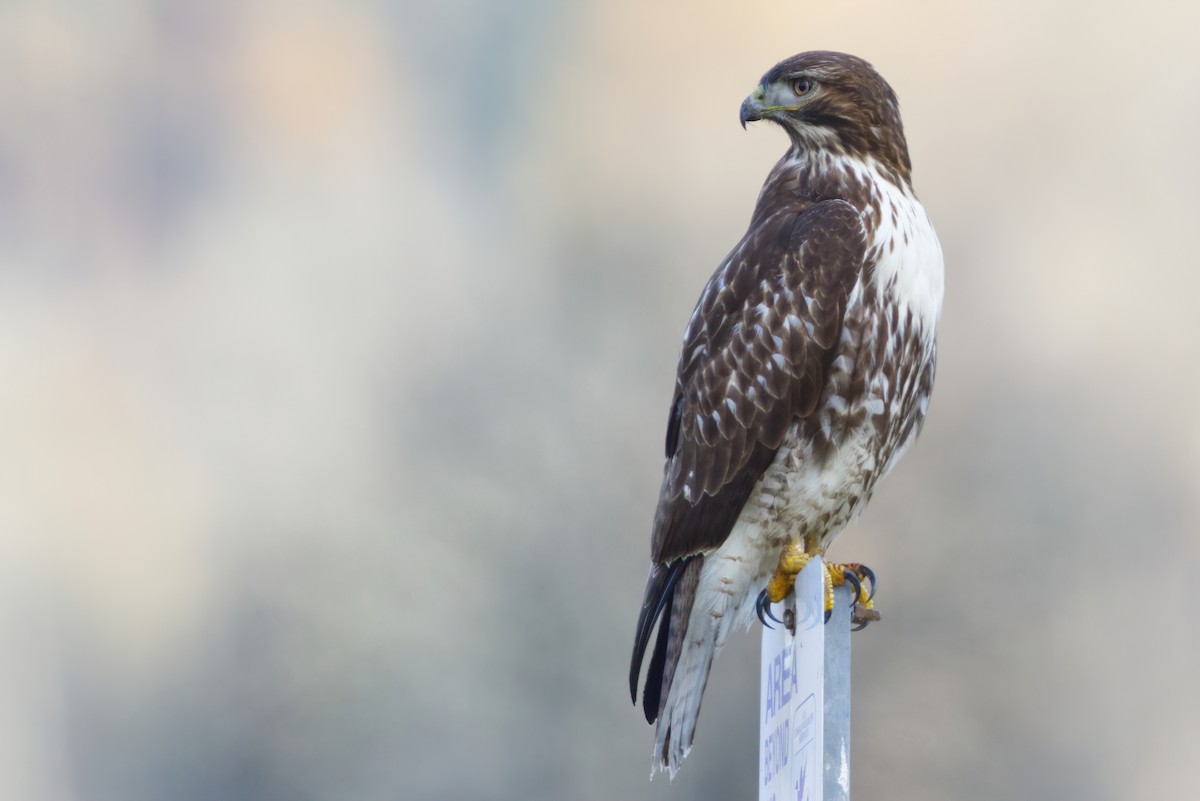 Red-tailed Hawk - ML282411251