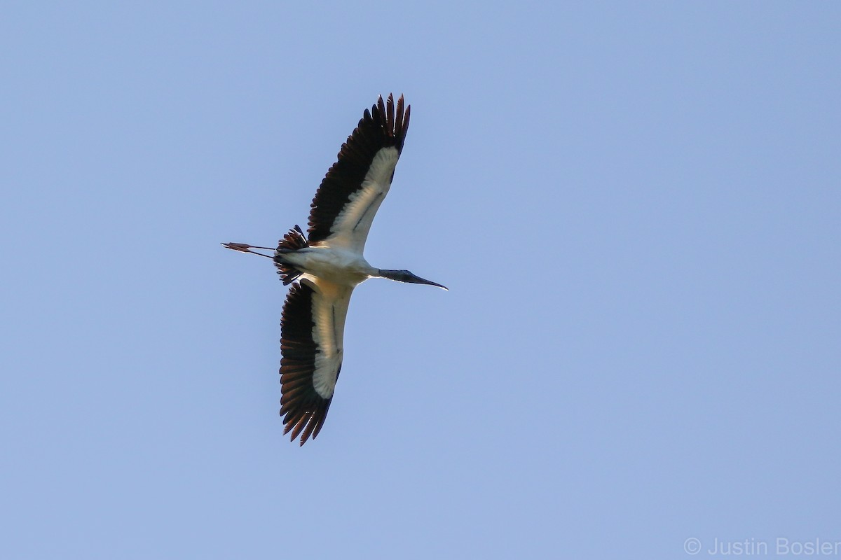 Wood Stork - ML282412651