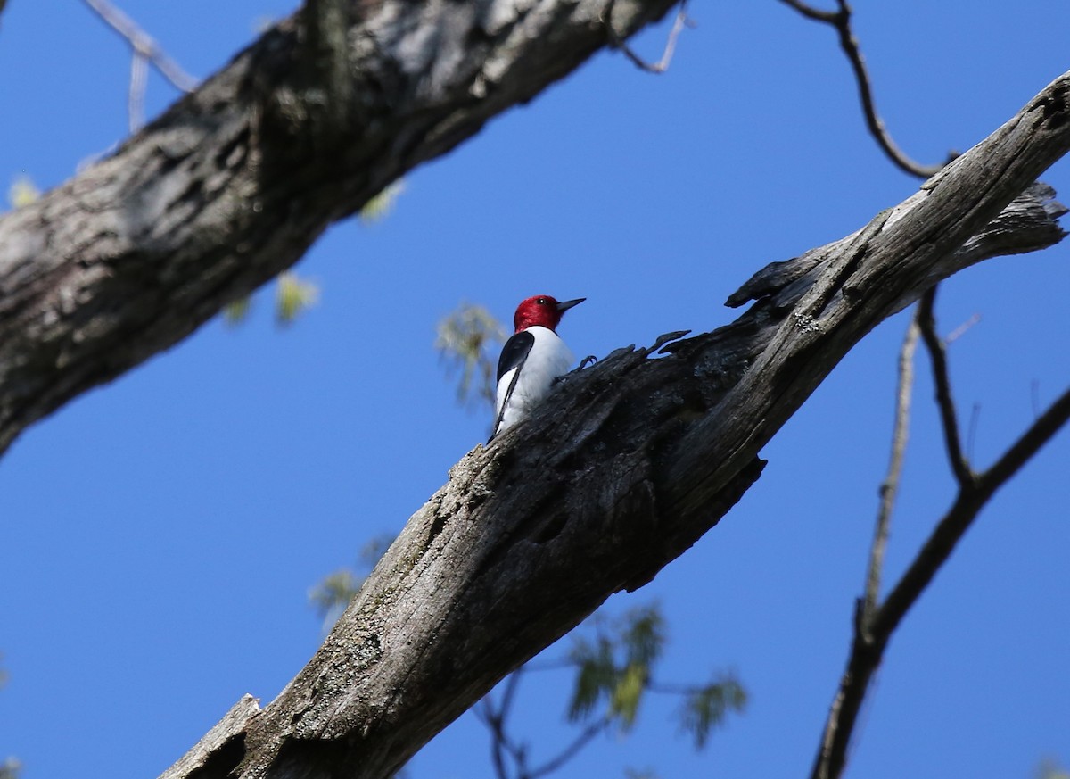 Red-headed Woodpecker - Ron Sempier