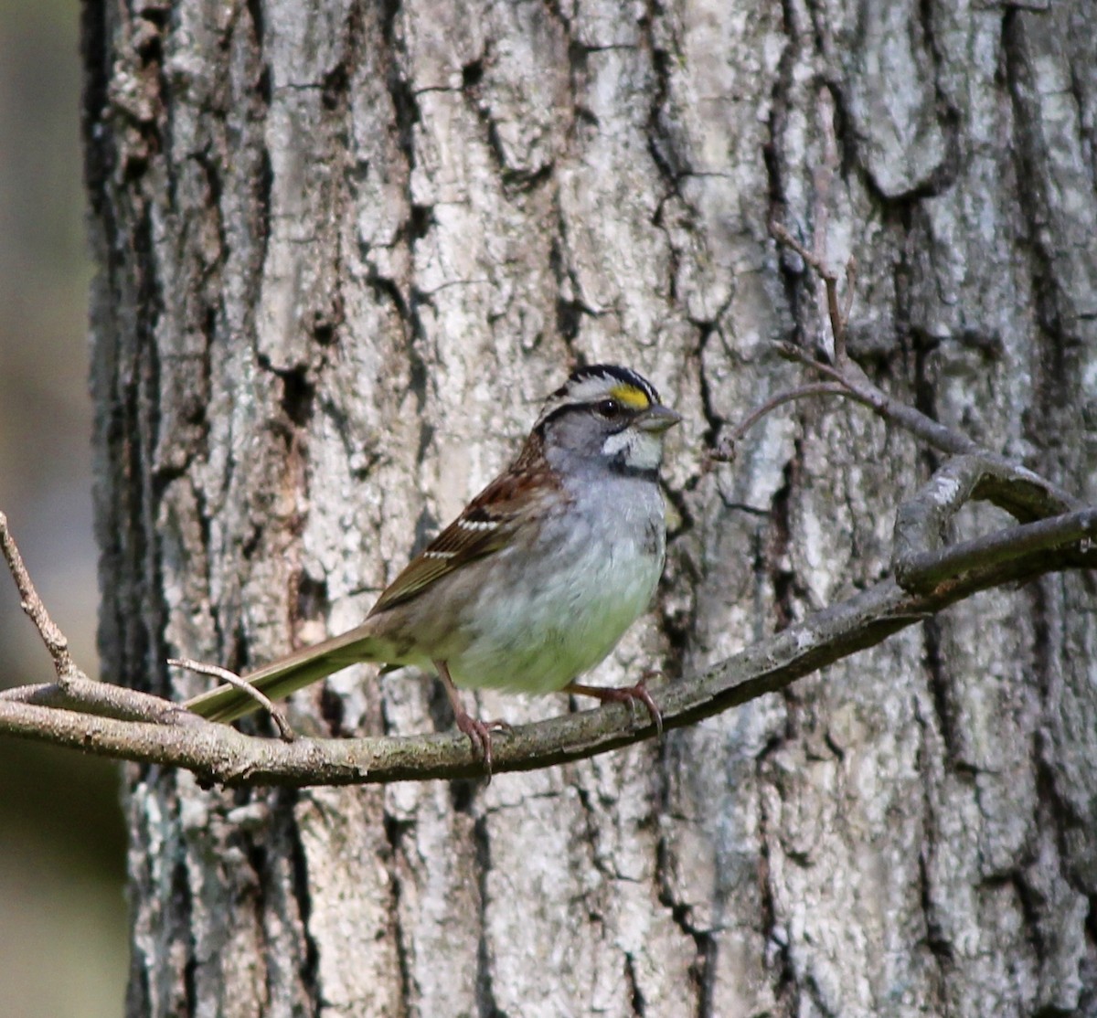 White-throated Sparrow - Adam Woodis