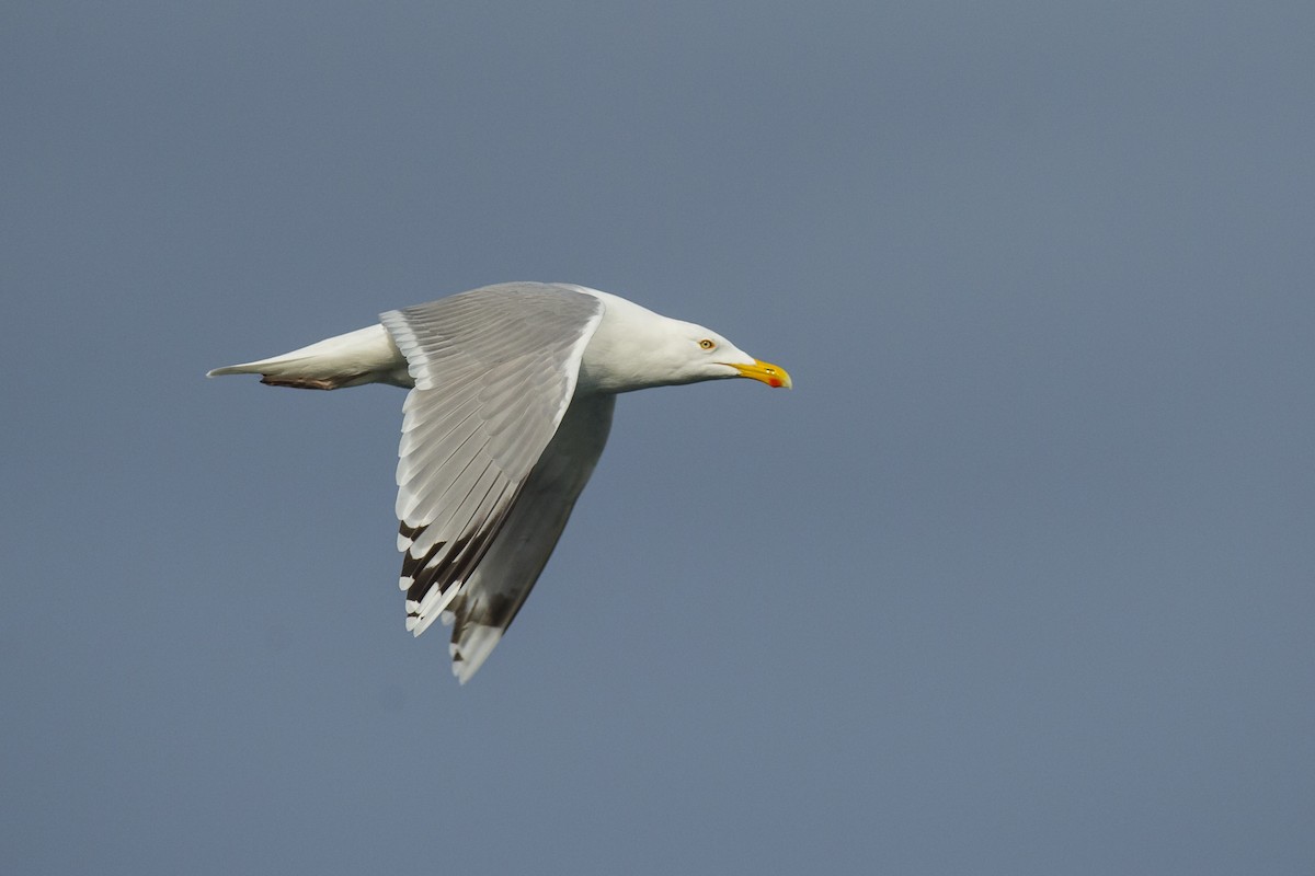 Herring Gull (European) - ML282429461