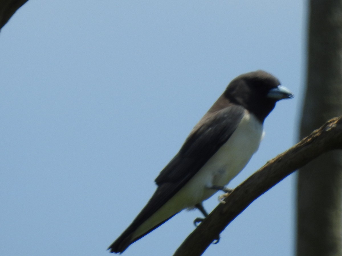 White-breasted Woodswallow - Mark Tarnawski