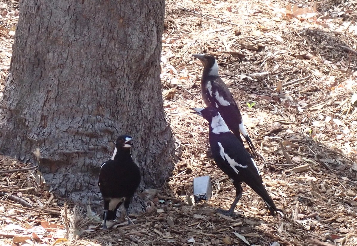 Australian Magpie (Black-backed) - ML282434621