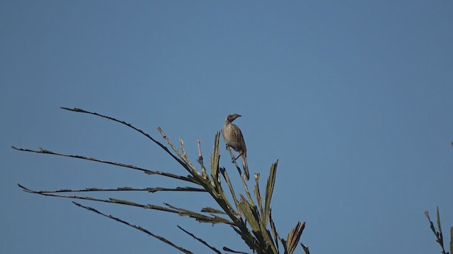 Helmeted Friarbird (Hornbill) - ML282437201