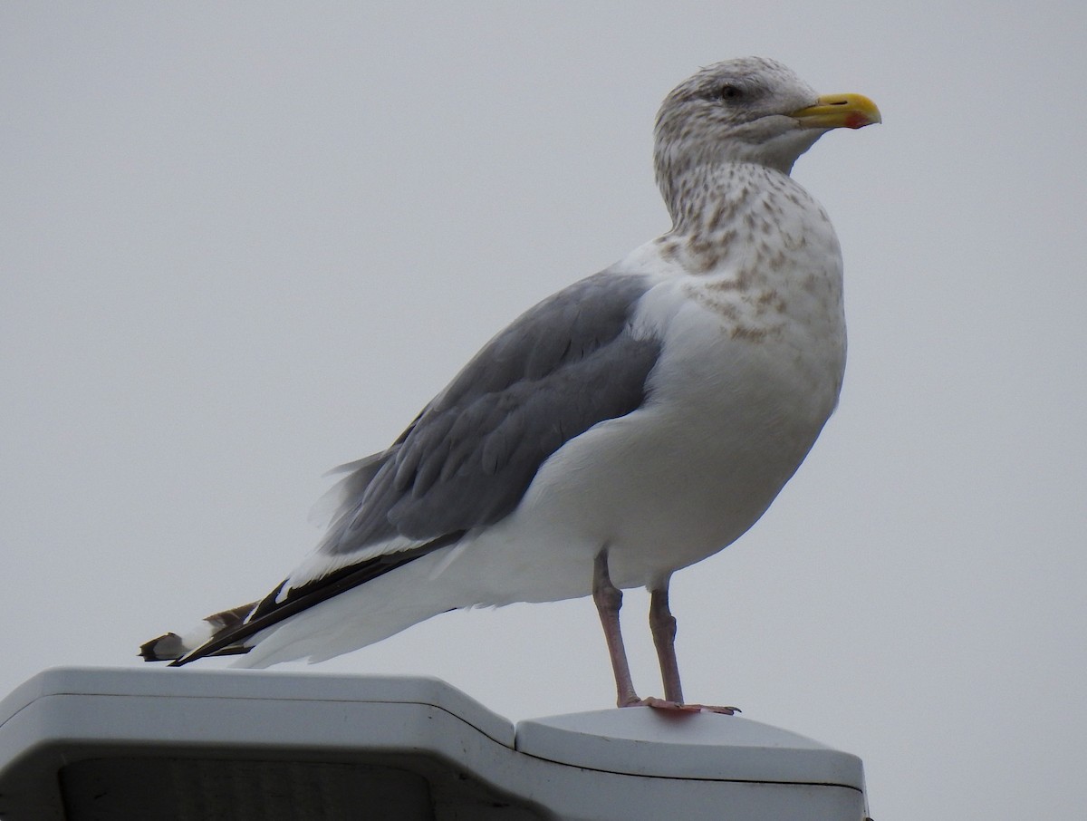 Herring Gull (Vega) - ML282437461