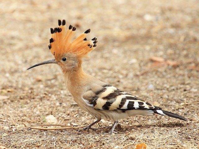 <em class="SciName notranslate">Upupa epops epops</em>, Lateral View. - Eurasian Hoopoe - 