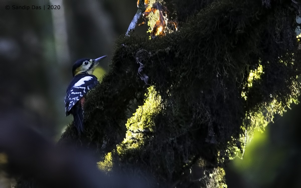Darjeeling Woodpecker - ML282444411