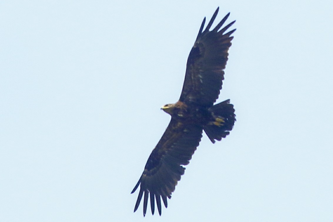 Greater Spotted Eagle - Rahul  Singh