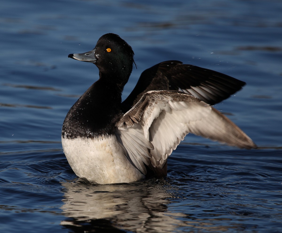 Tufted Duck - ML282457441