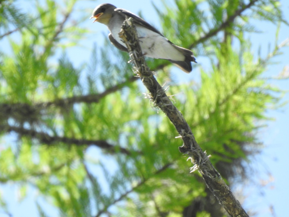 Northern Rough-winged Swallow - ML282457811