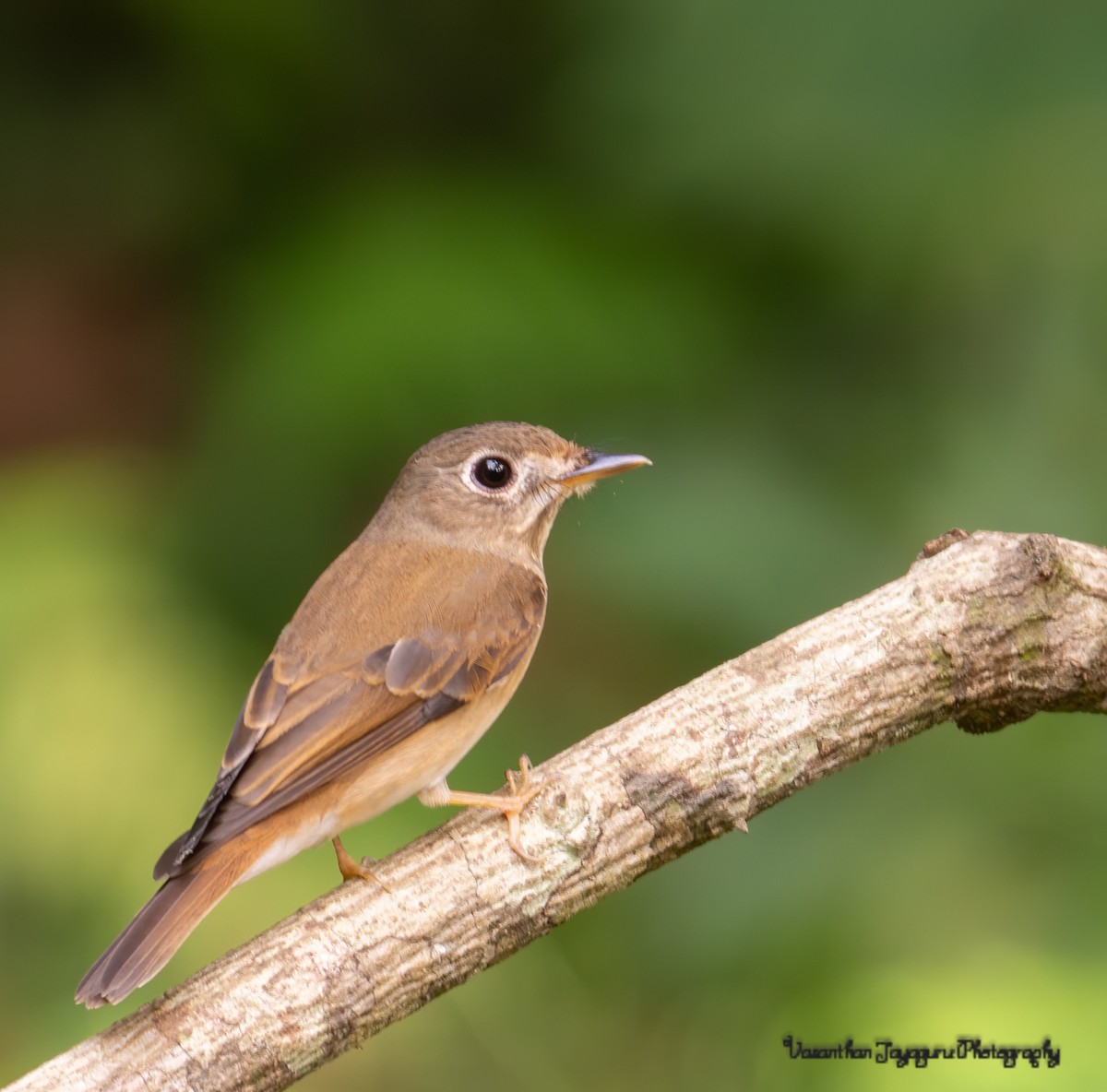 Brown-breasted Flycatcher - ML282460641