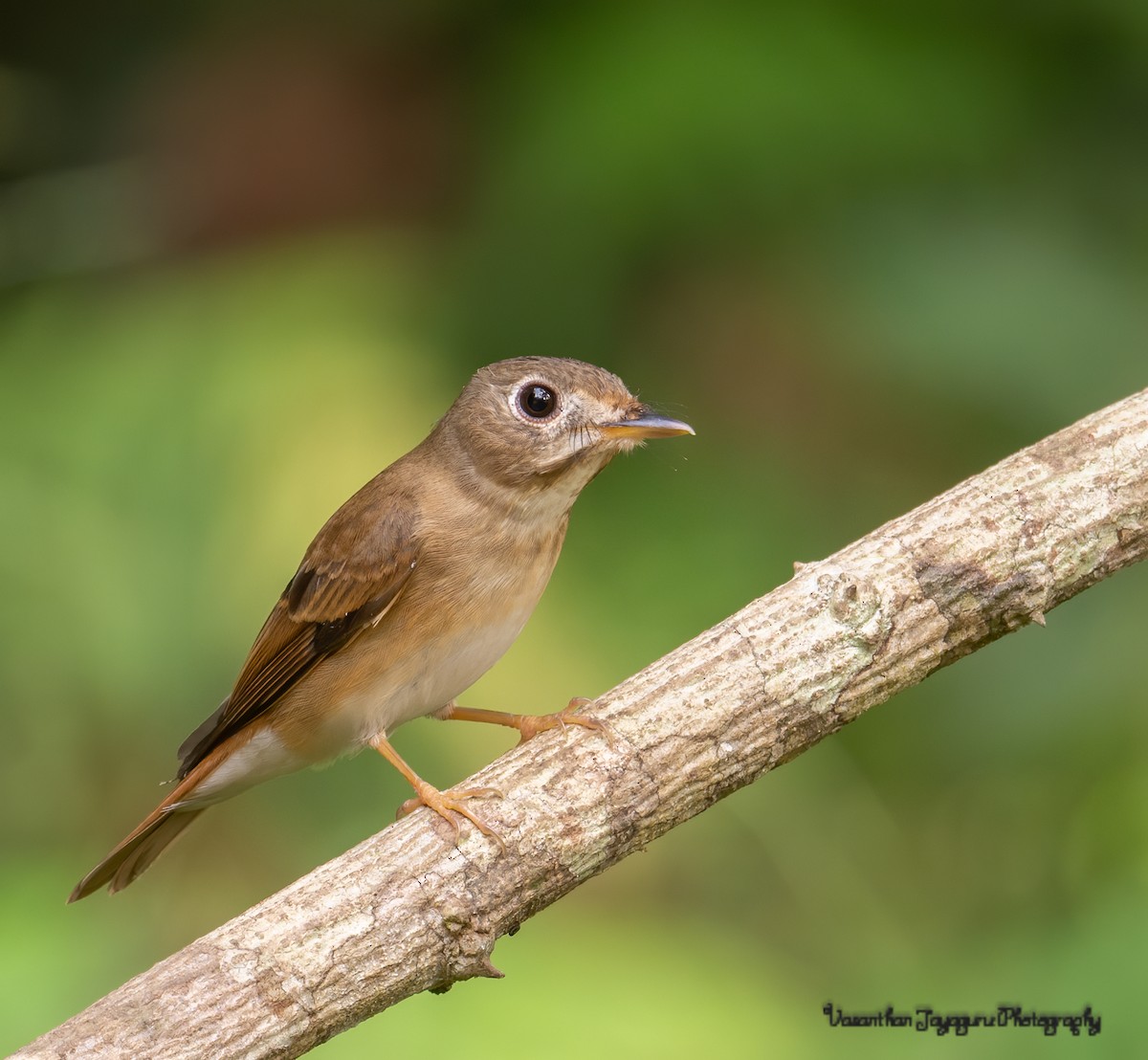 Brown-breasted Flycatcher - ML282460661