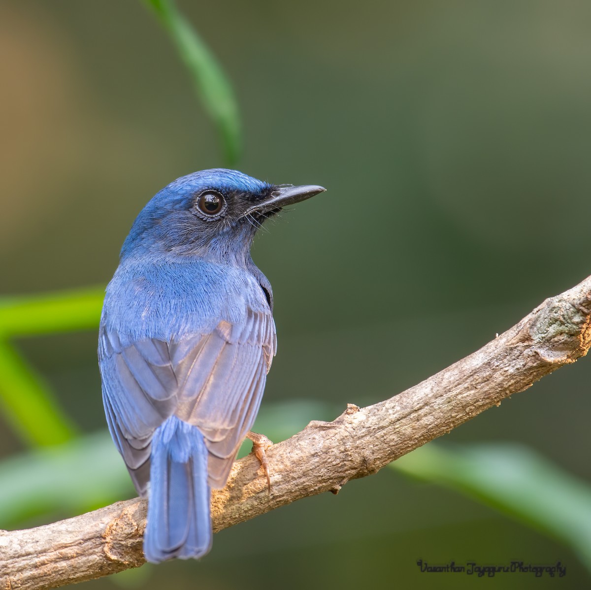 Blue-throated Flycatcher - Vasanthan jayaguru