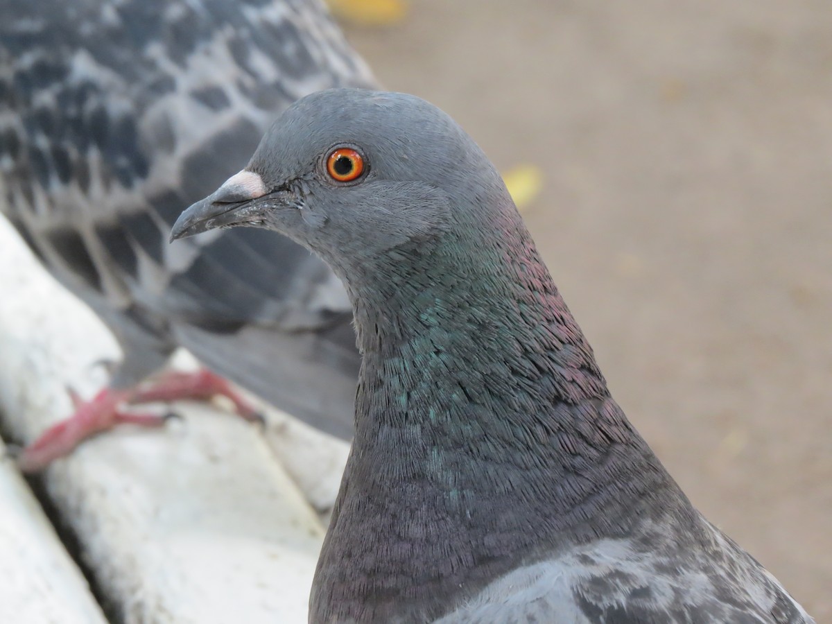 Rock Pigeon (Feral Pigeon) - ML282461811