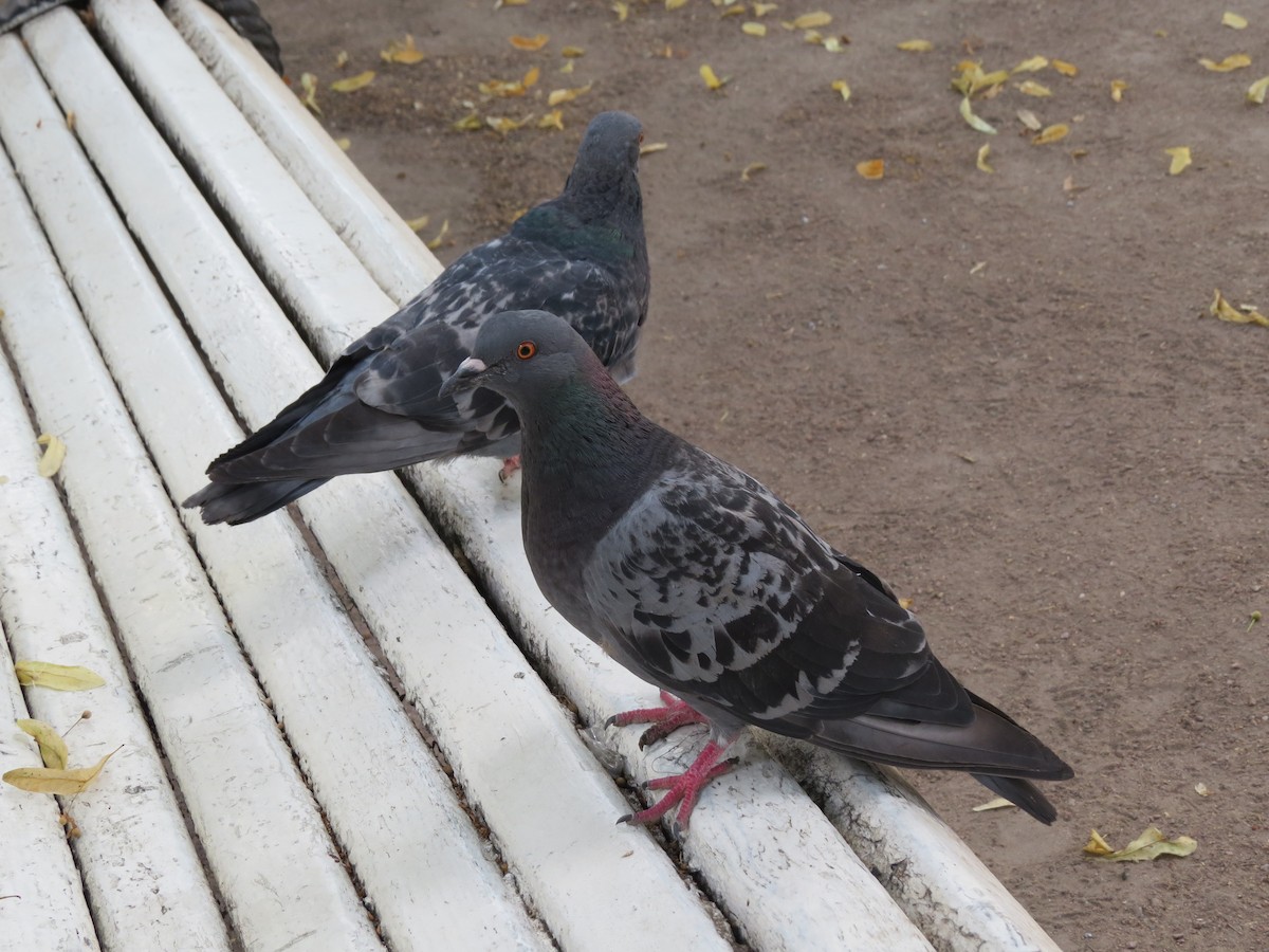 Rock Pigeon (Feral Pigeon) - ML282461821