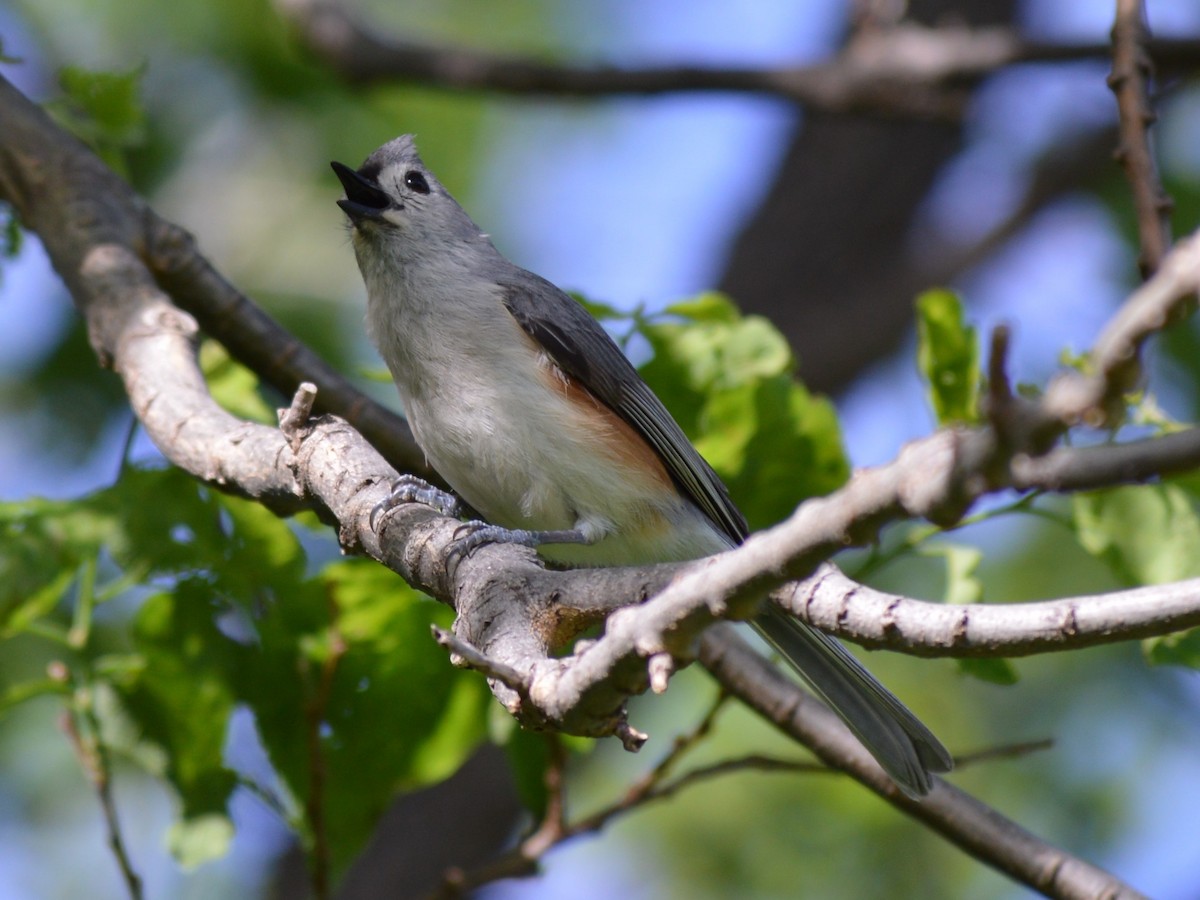 Tufted Titmouse - Dave Klema