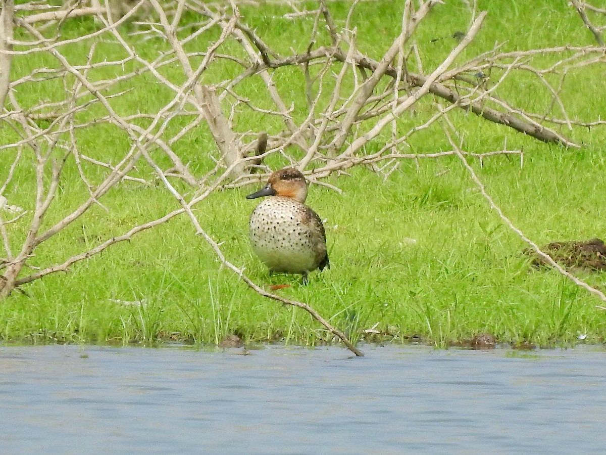 Green-winged Teal - ML282465311