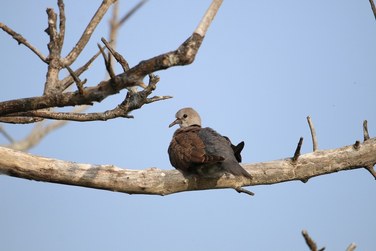Red Collared-Dove - ML282466291