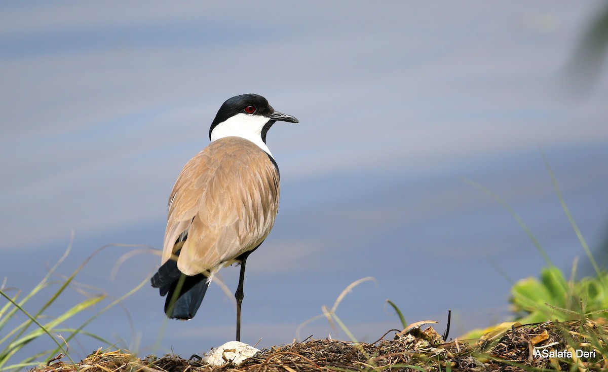 Spur-winged Lapwing - ML282469101