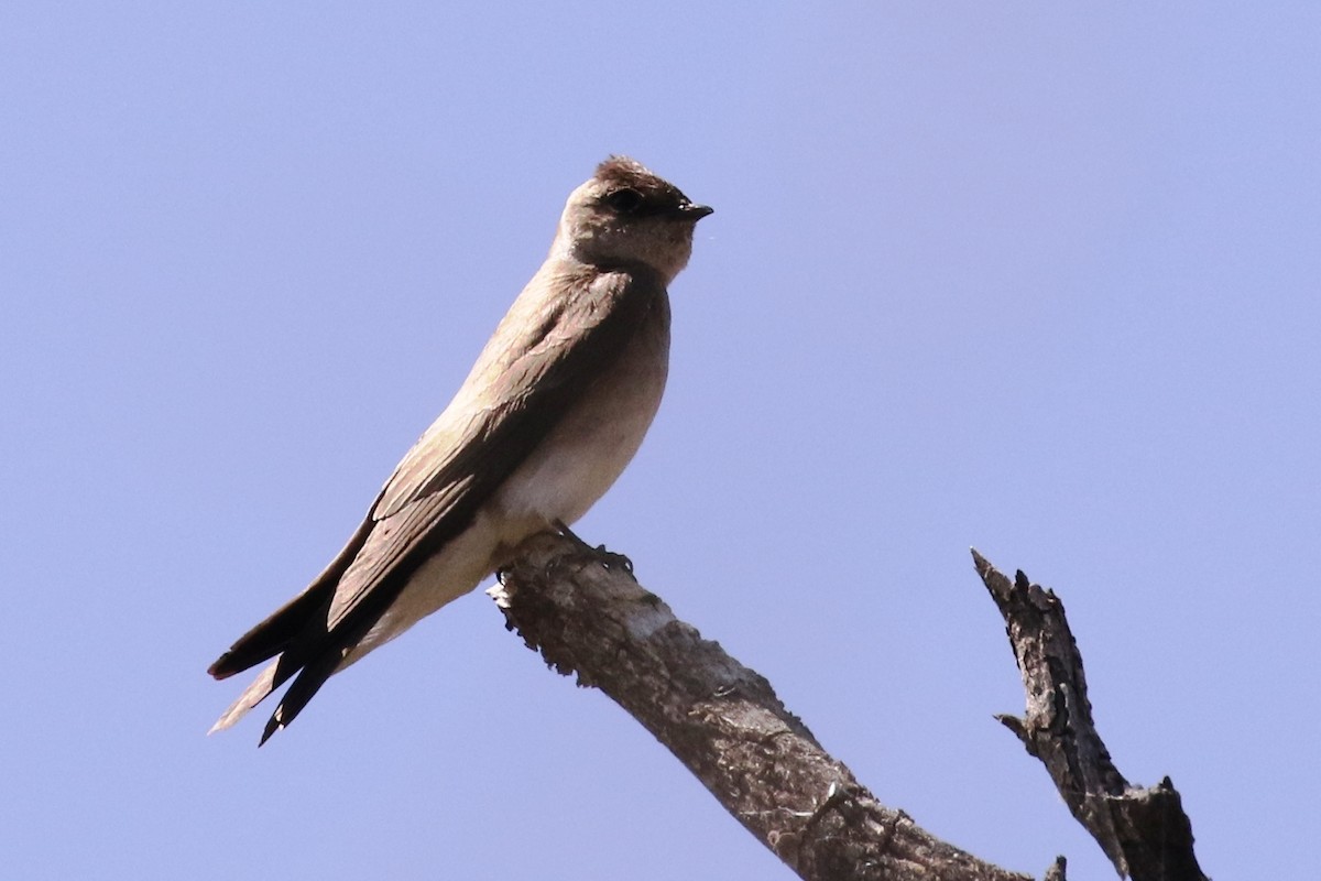 Northern Rough-winged Swallow - ML28246941