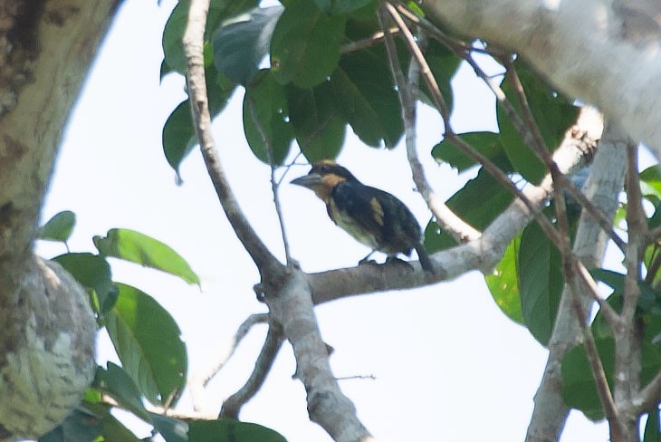 Brown-chested Barbet - ML282469521