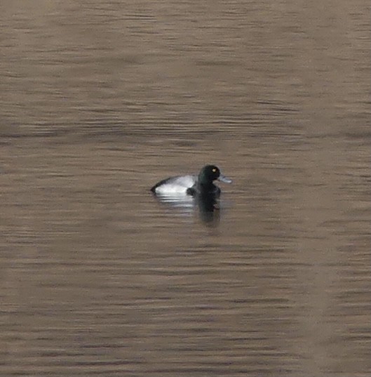 Greater Scaup - ML282469811