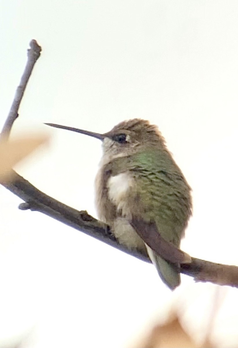 Black-chinned Hummingbird - ML282471701