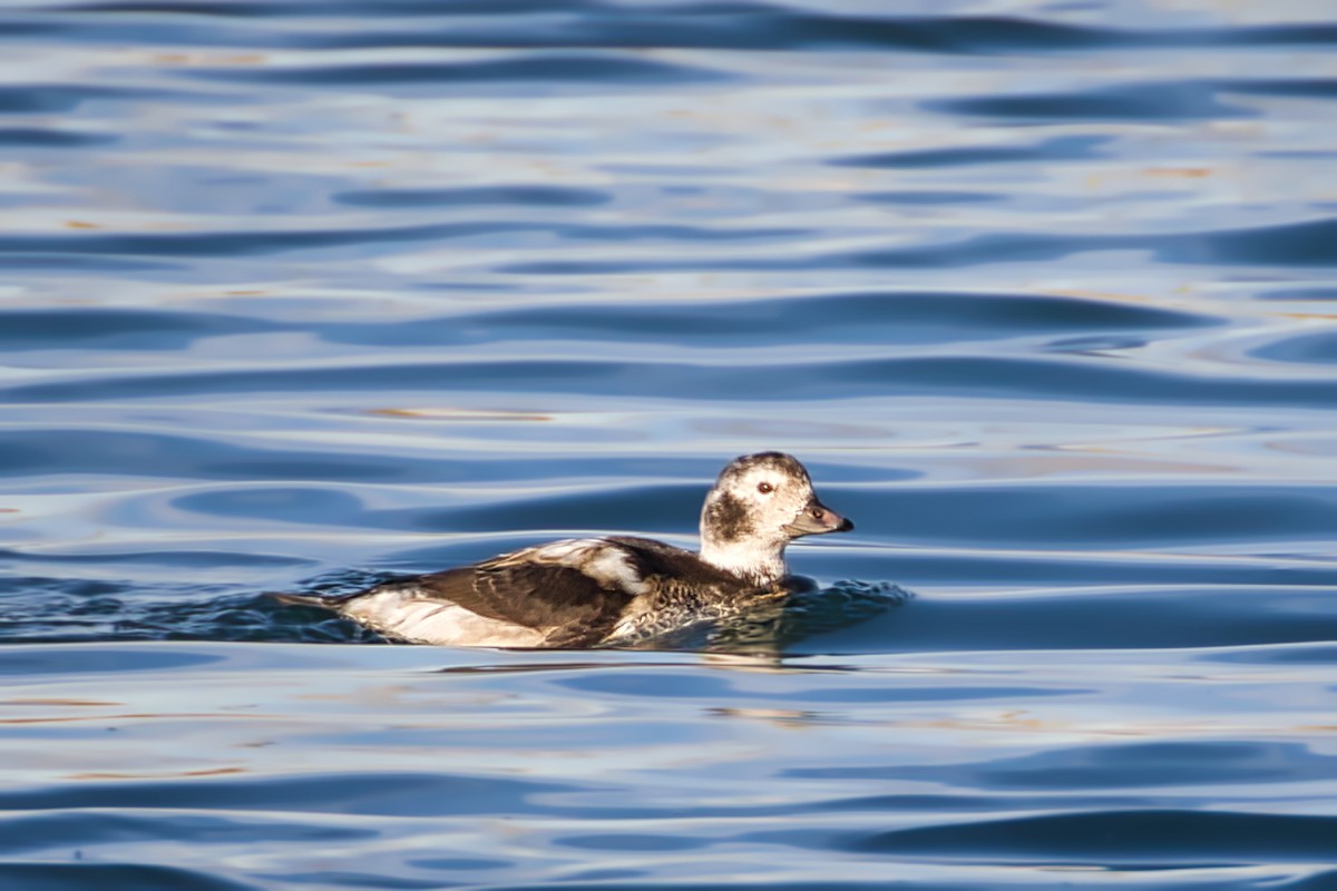 Long-tailed Duck - ML282471781