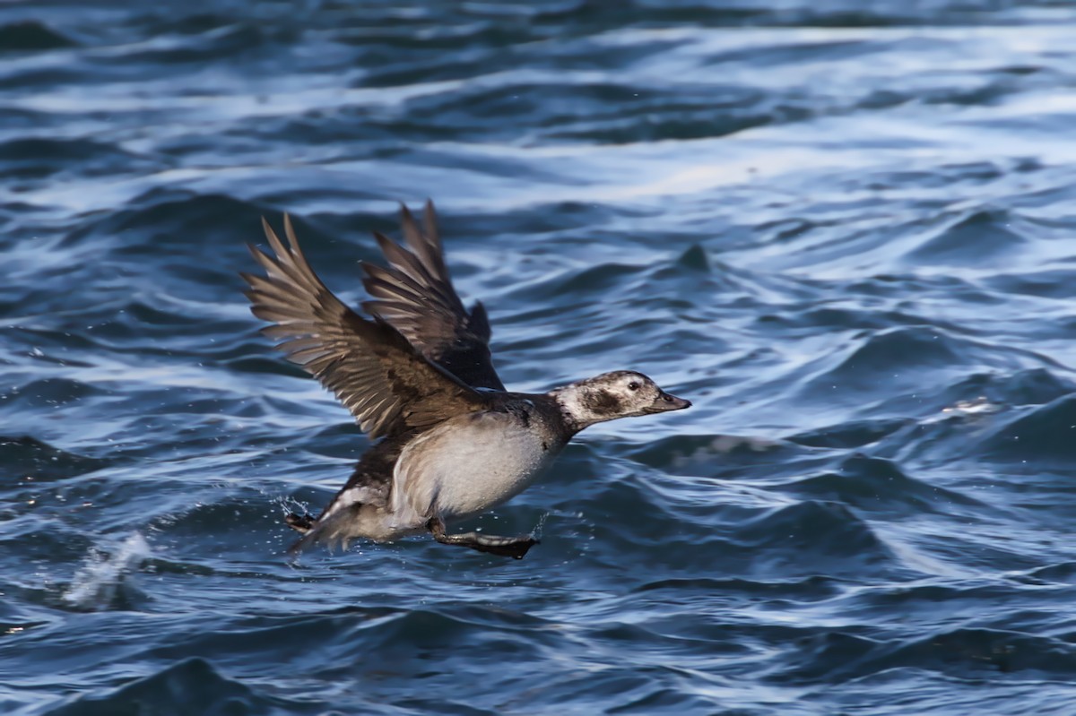 Long-tailed Duck - ML282471801