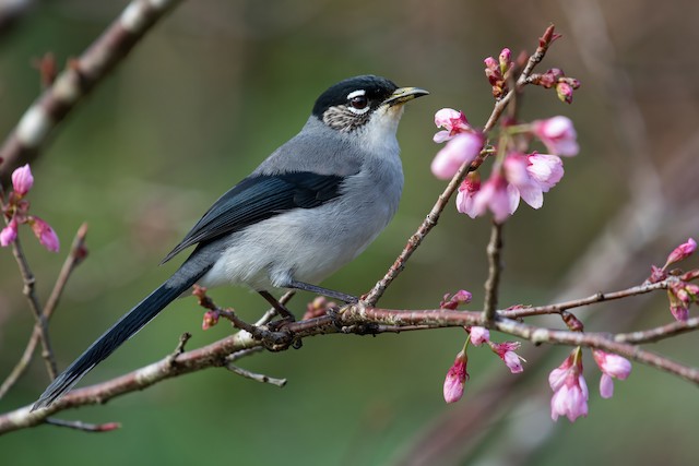 Black-headed Sibia - eBird