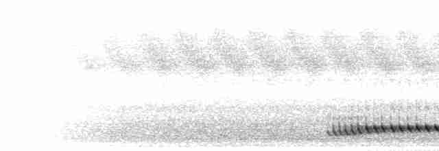 Синелицый бородастик - ML282474