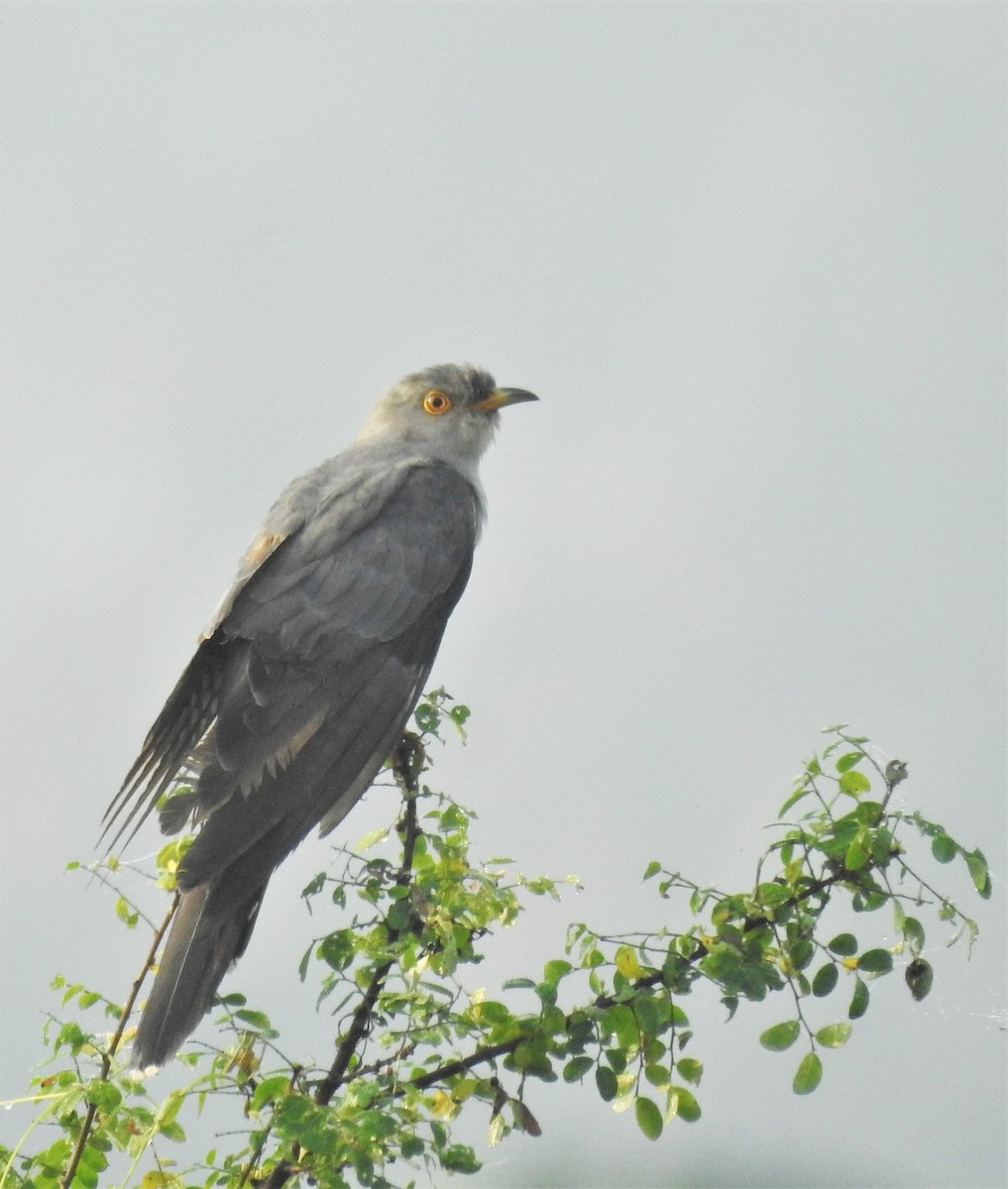 Common Cuckoo - ML282474171