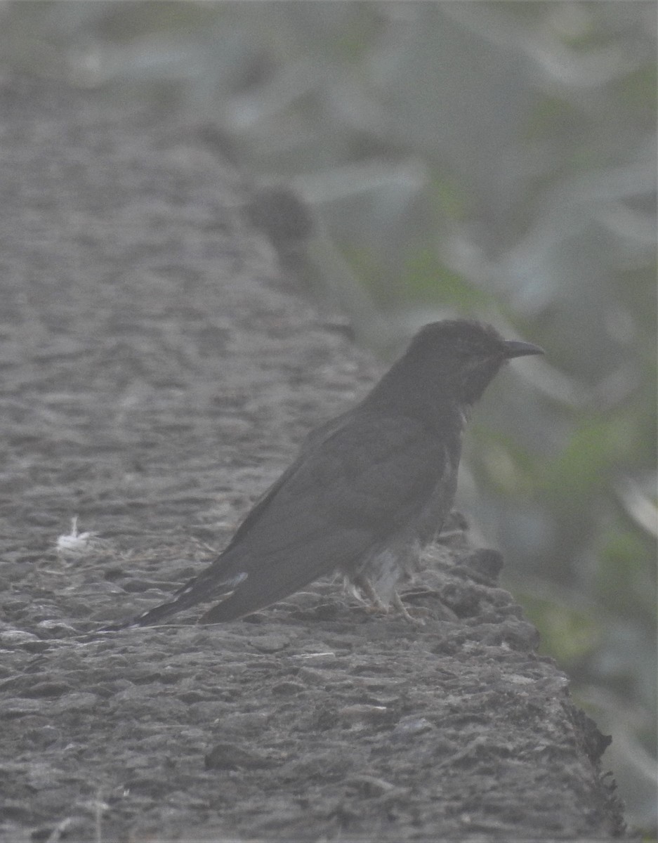 Gray-bellied Cuckoo - ML282474191