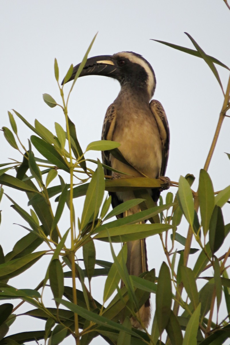 African Gray Hornbill - ML282478941