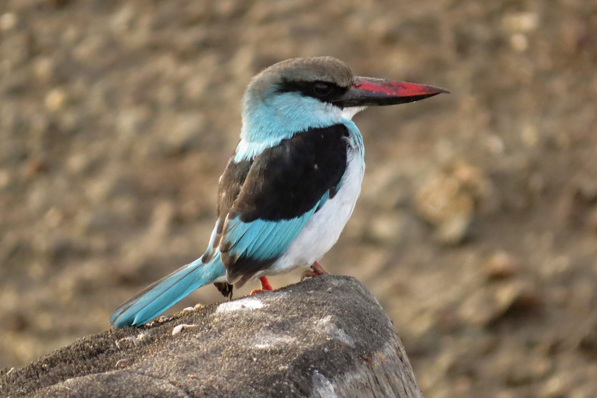 Blue-breasted Kingfisher - Leszek Noga