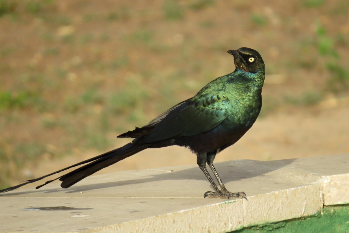 Long-tailed Glossy Starling - ML282479311