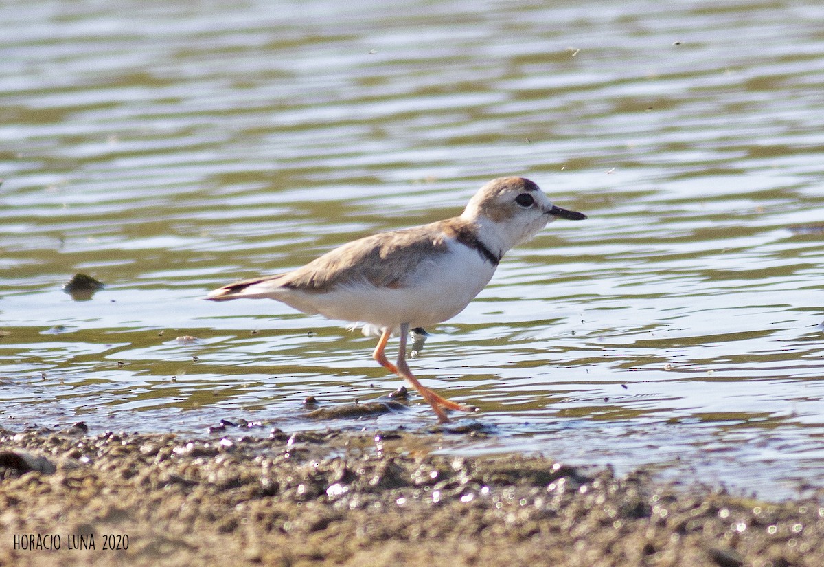 Collared Plover - ML282479461