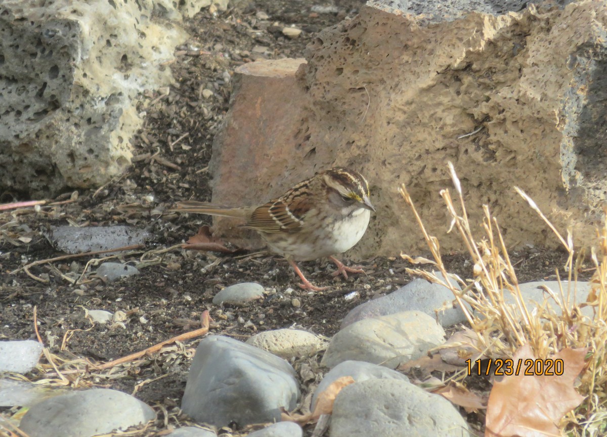 White-throated Sparrow - Craig Bennett