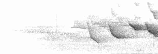 Bornean Whistler - ML282484