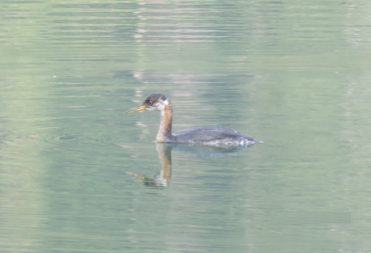 Red-necked Grebe - ML282484051
