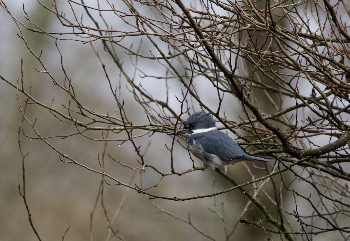 Belted Kingfisher - ML282490061