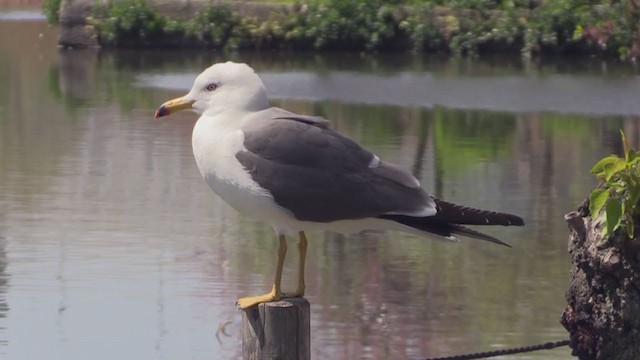 Black-tailed Gull - ML282492841