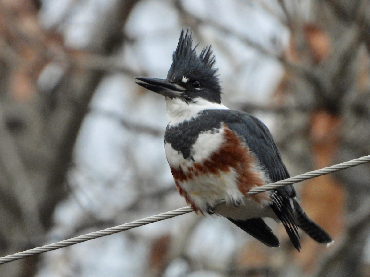 Belted Kingfisher - ML282496951