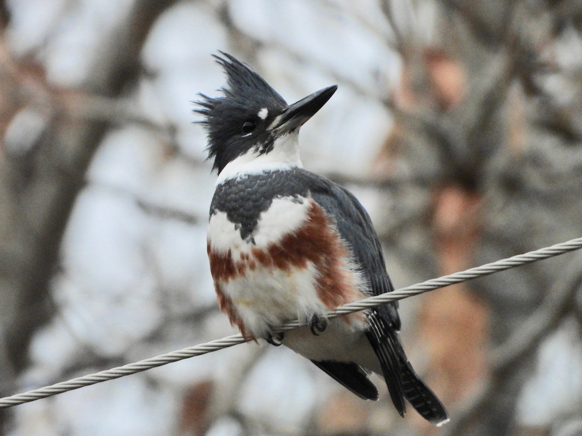 Belted Kingfisher - ML282496971