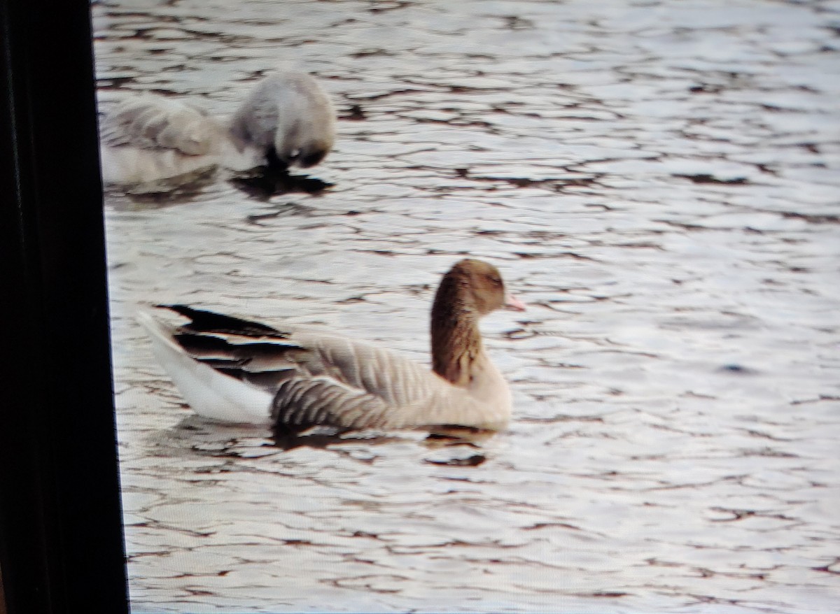 Pink-footed Goose - ML282499001