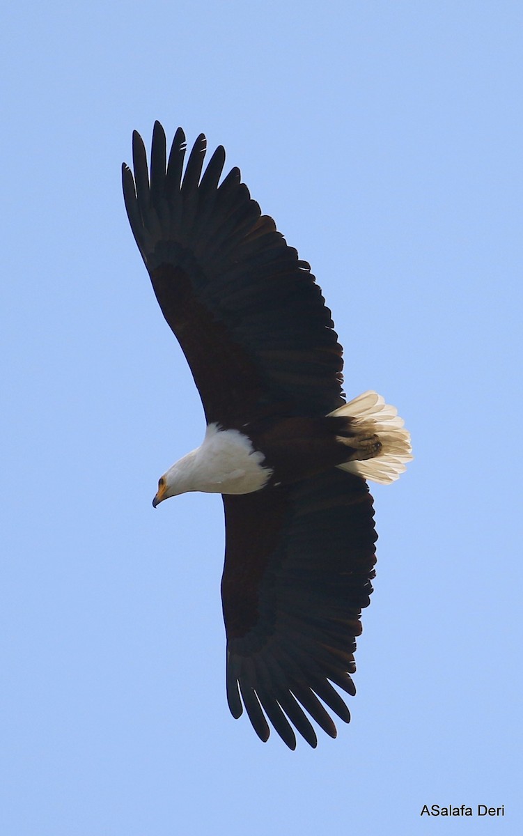 African Fish-Eagle - ML282504991